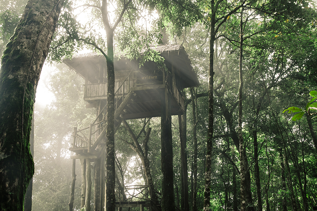 Kerala nature tree house