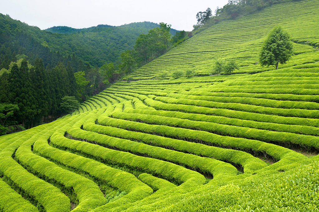 Green Tea Plantation in Wayanad