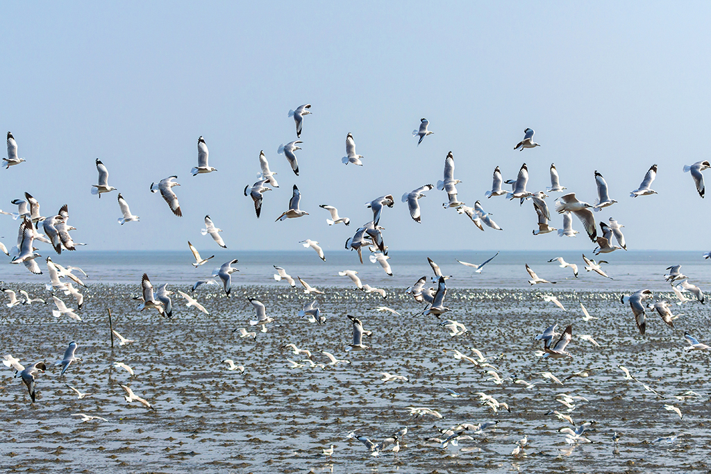 Bird sanctuary with diverse birds and greenery